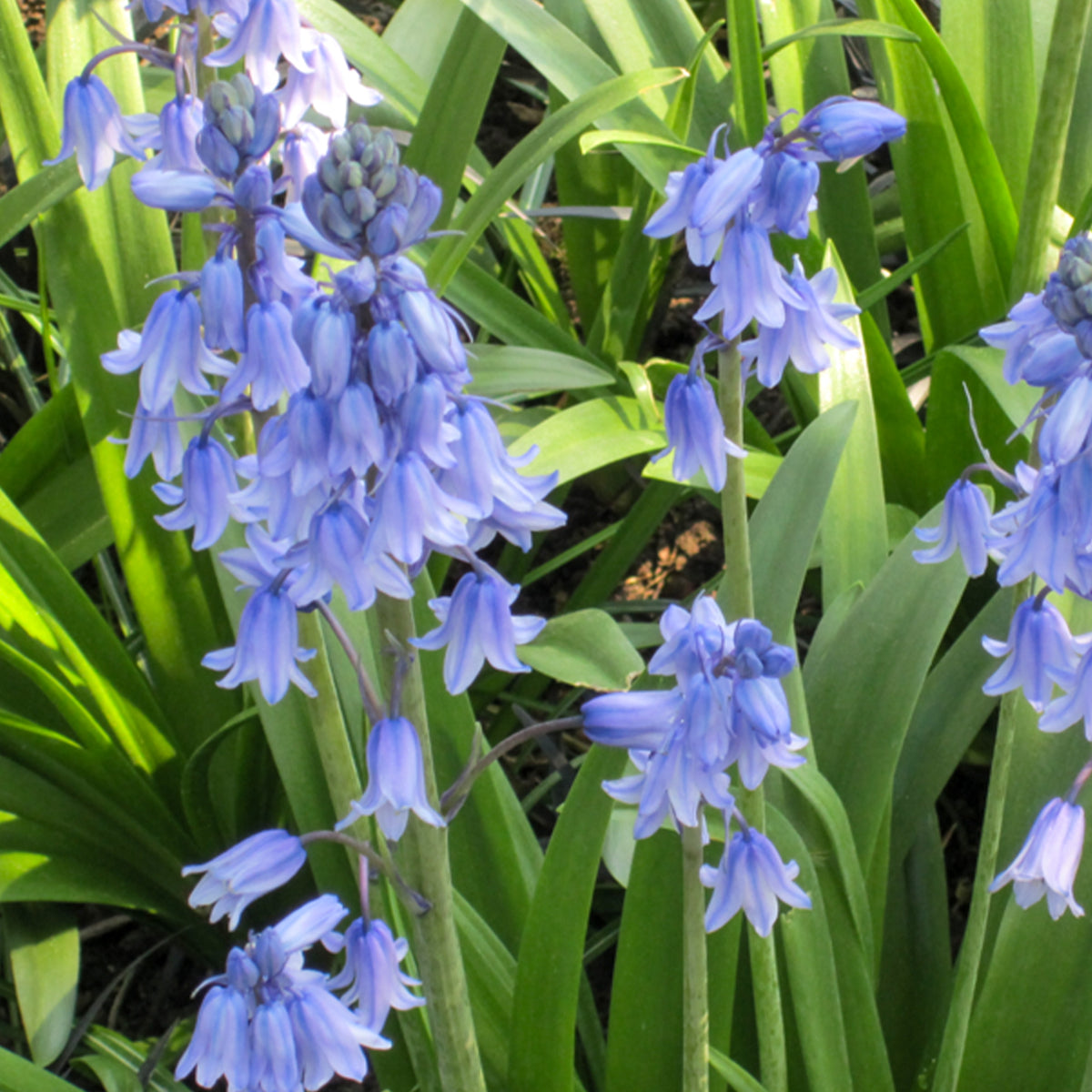 Vente Jacinthe des bois bleue - Scilla campanulata blue