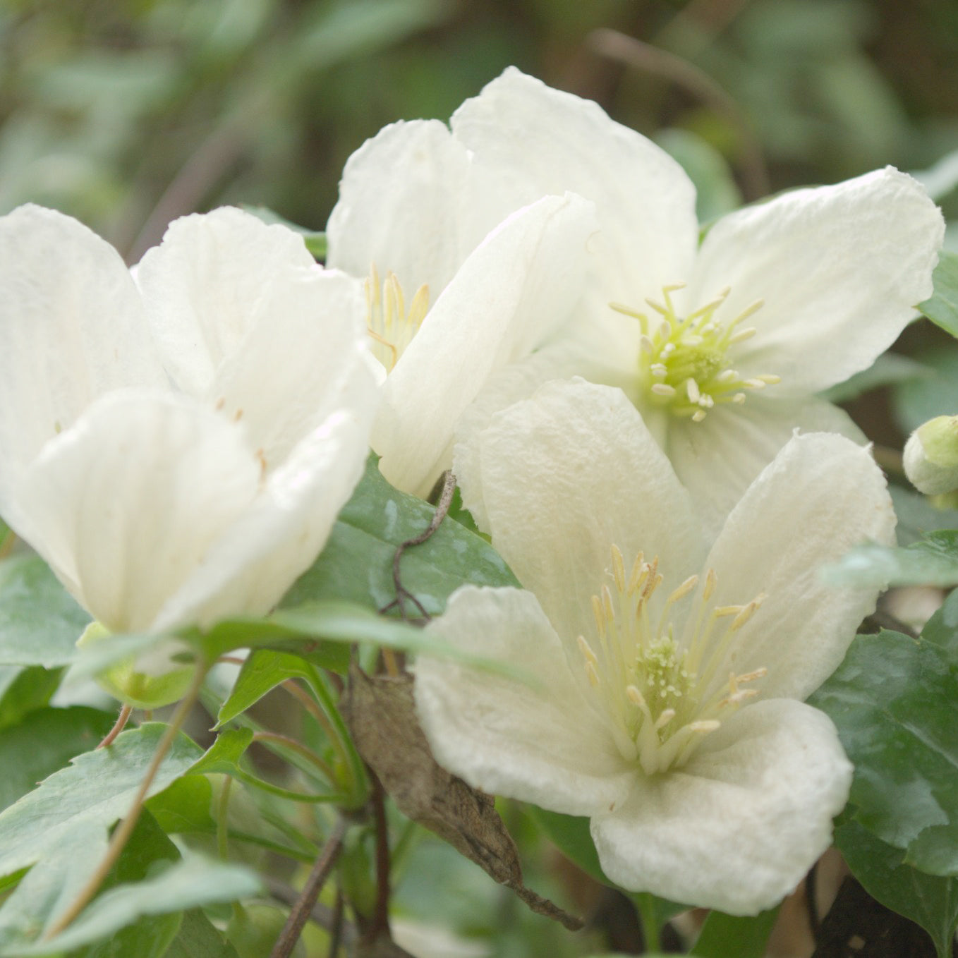 Clématite cireuse cirrhosa Jingle Bells - Clematis cirrhosa Jingle bells - Bakker