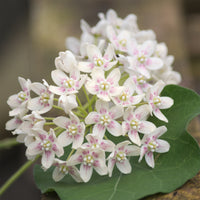 Dregea sinensis - Wattakaka sinensis - Drégée de Chine - plantes grimpantes à fleurs