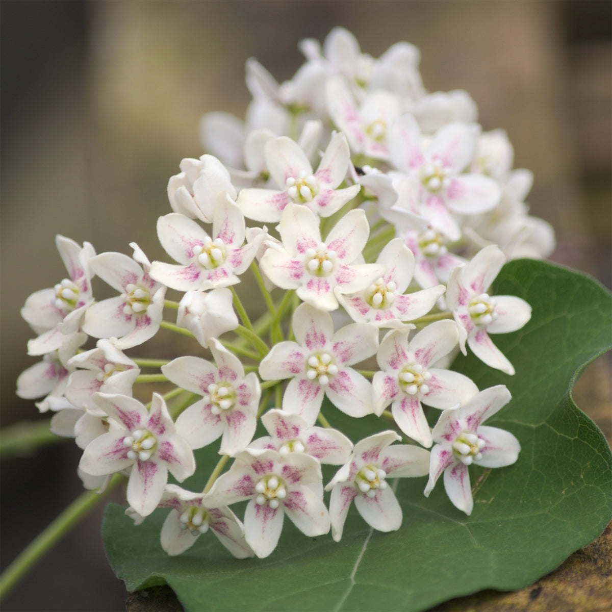 Dregea sinensis - Wattakaka sinensis - Drégée de Chine - Plantes grimpantes à fleurs
