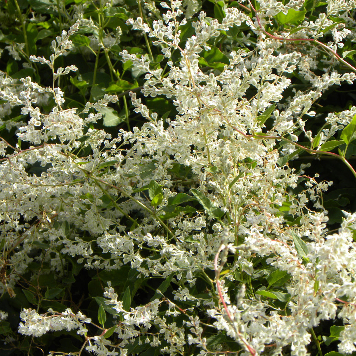 Fallopia aubertii - Renouée d'Aubert - Fallopia - Plantes grimpantes à fleurs