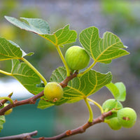 Figuier La Marseillaise - Ficus carica Marseillaise - Bakker