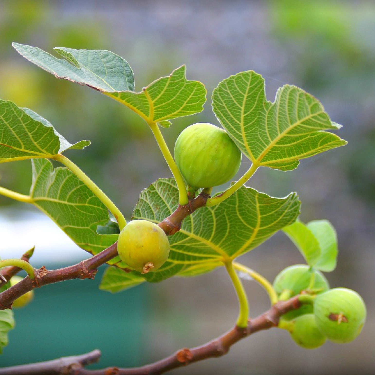 Figuier La Marseillaise - Ficus carica Marseillaise - Bakker