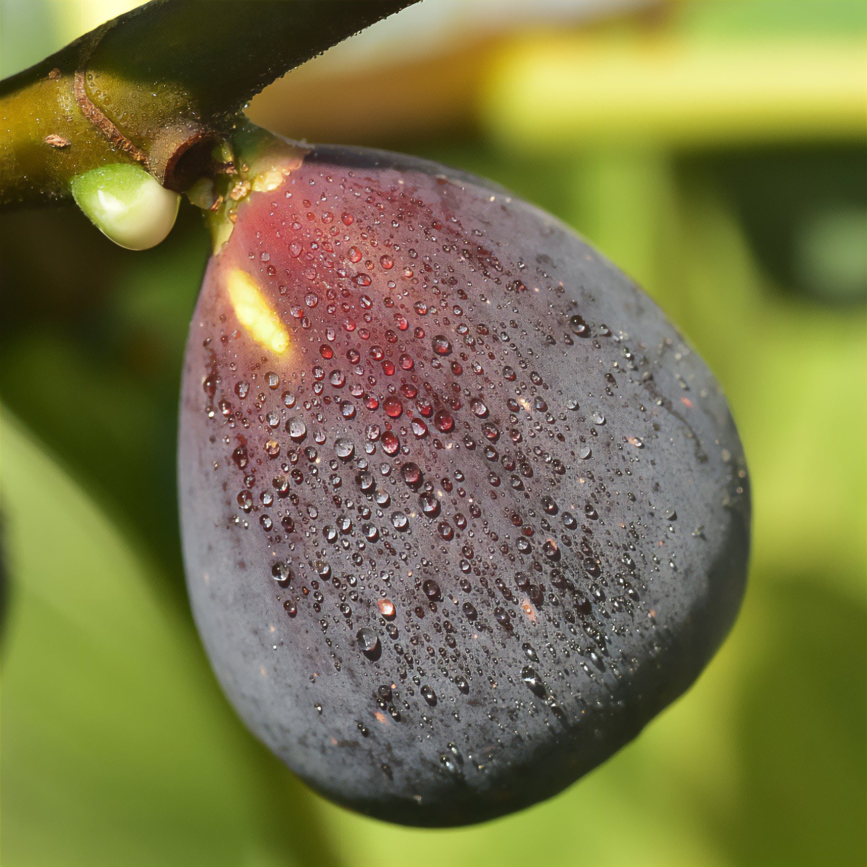 Figuier Violette D'Argenteuil - Ficus carica Violette d'Argenteuil - Bakker