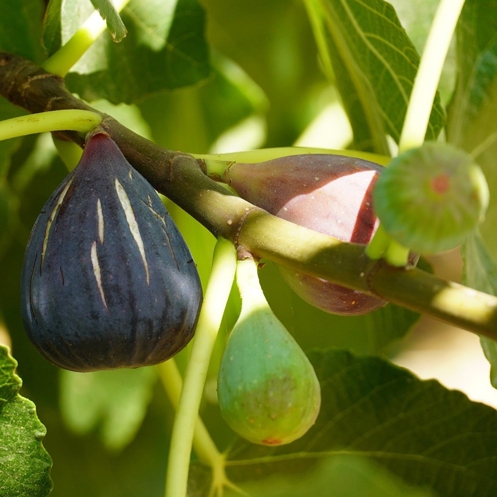 Figuier Violette D'Argenteuil - Bakker