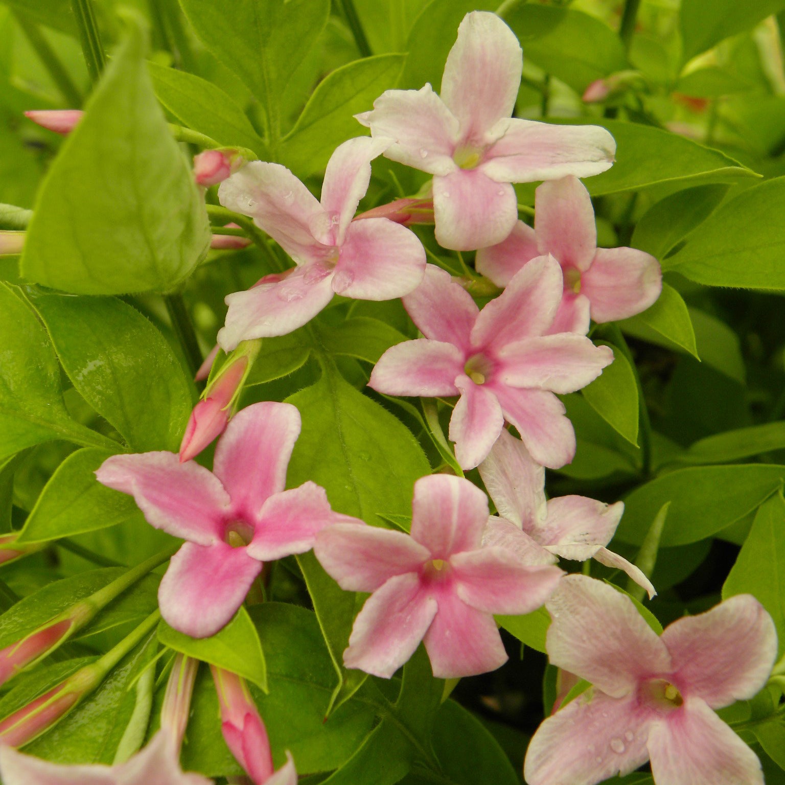 Jasminum stephanense - Jasmin stéphanois  - Jasmin - Jasminum