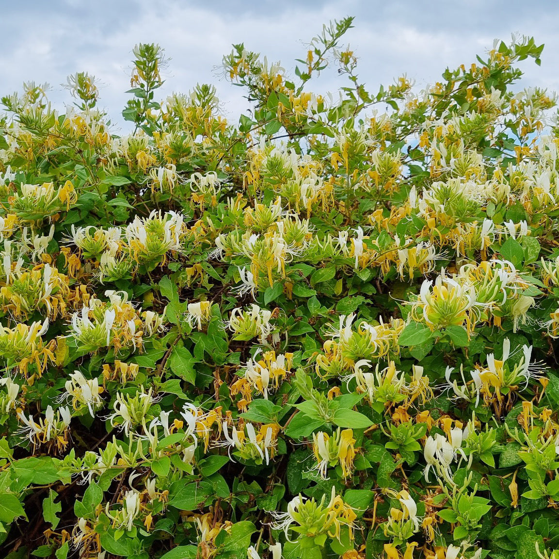 Lonicera japonica Hall's Prolific - Chèvrefeuille du Japon Hall's Prolific - Chèvrefeuille grimpant