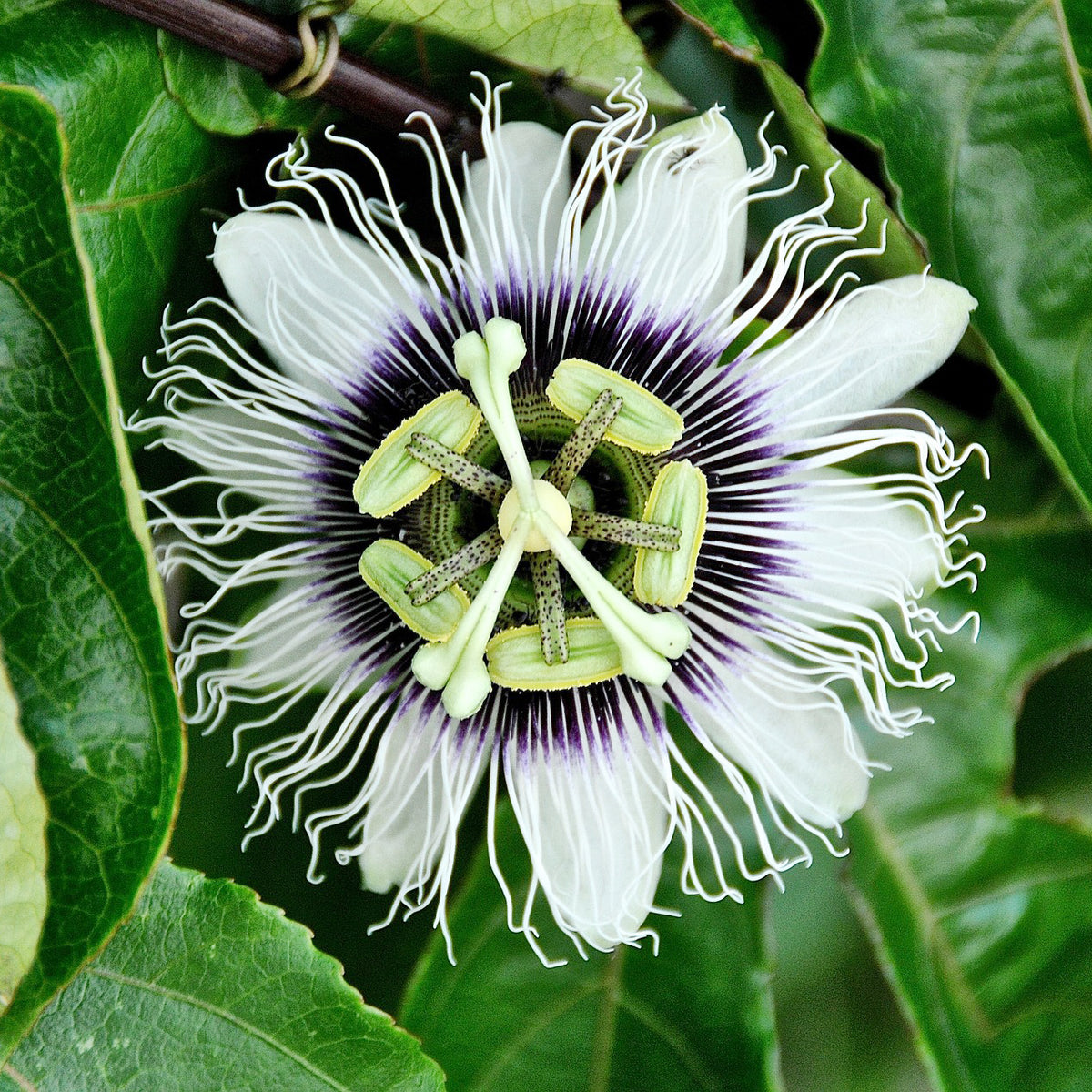 Passiflora edulis - Fruit de la passion - Grenadille - Passiflore