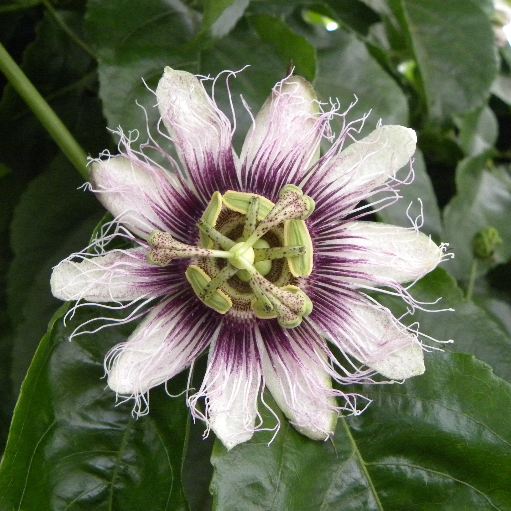 Fruit de la passion - Grenadille pourpre - Bakker