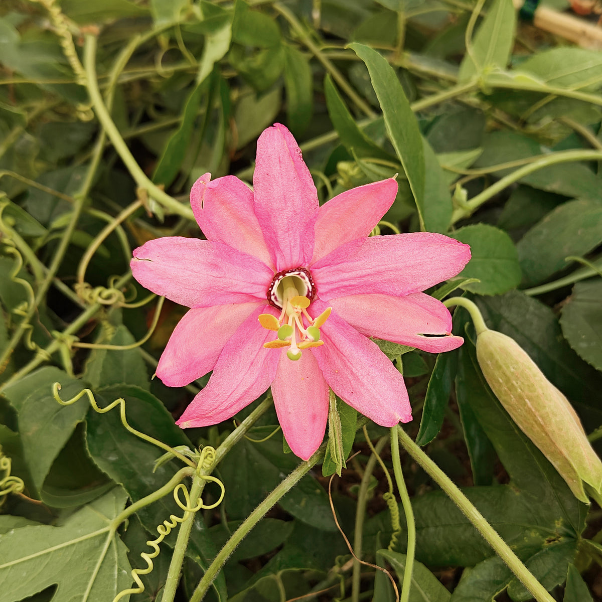 Passiflora mollissima - Passiflore banane - Passiflore