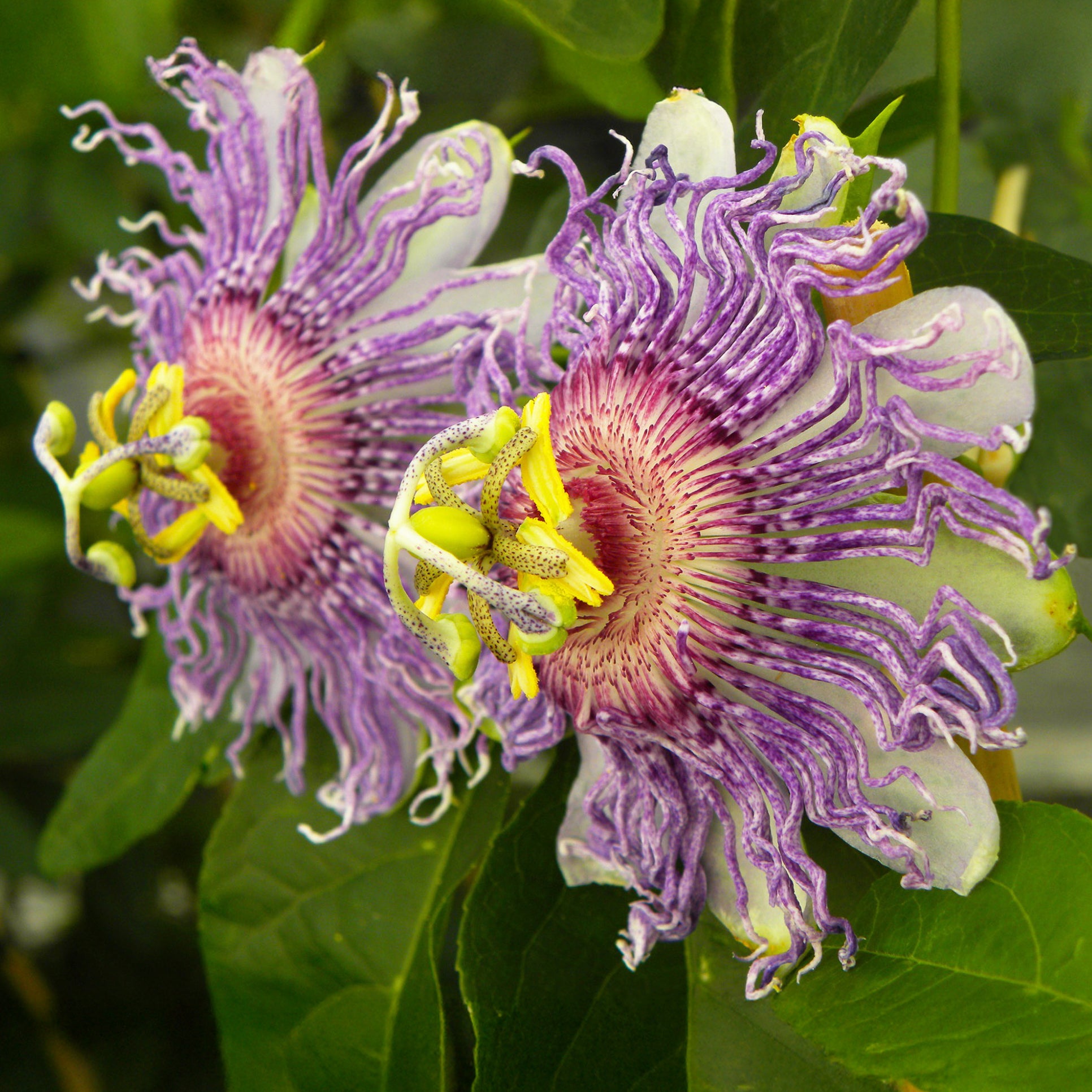 Passiflora à fruits Cooltropics® Eia popeia - Bakker