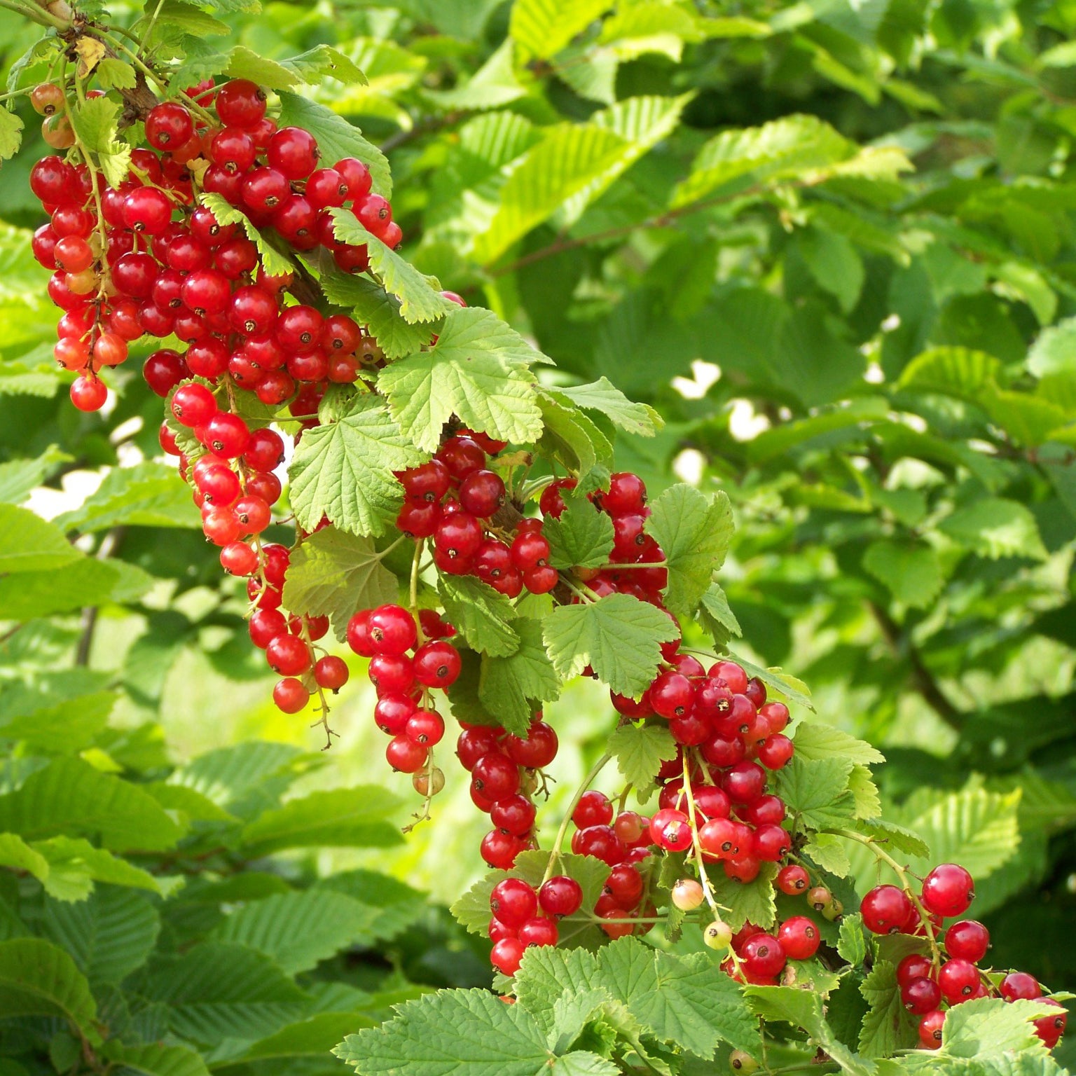 Ribes rubrum Junifer - Groseillier Junifer - Groseilliers