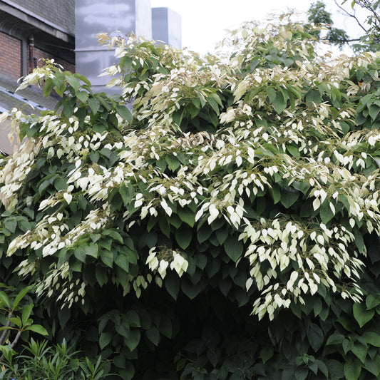 Hortensia grimpant de Chine - Schizophragma - Bakker