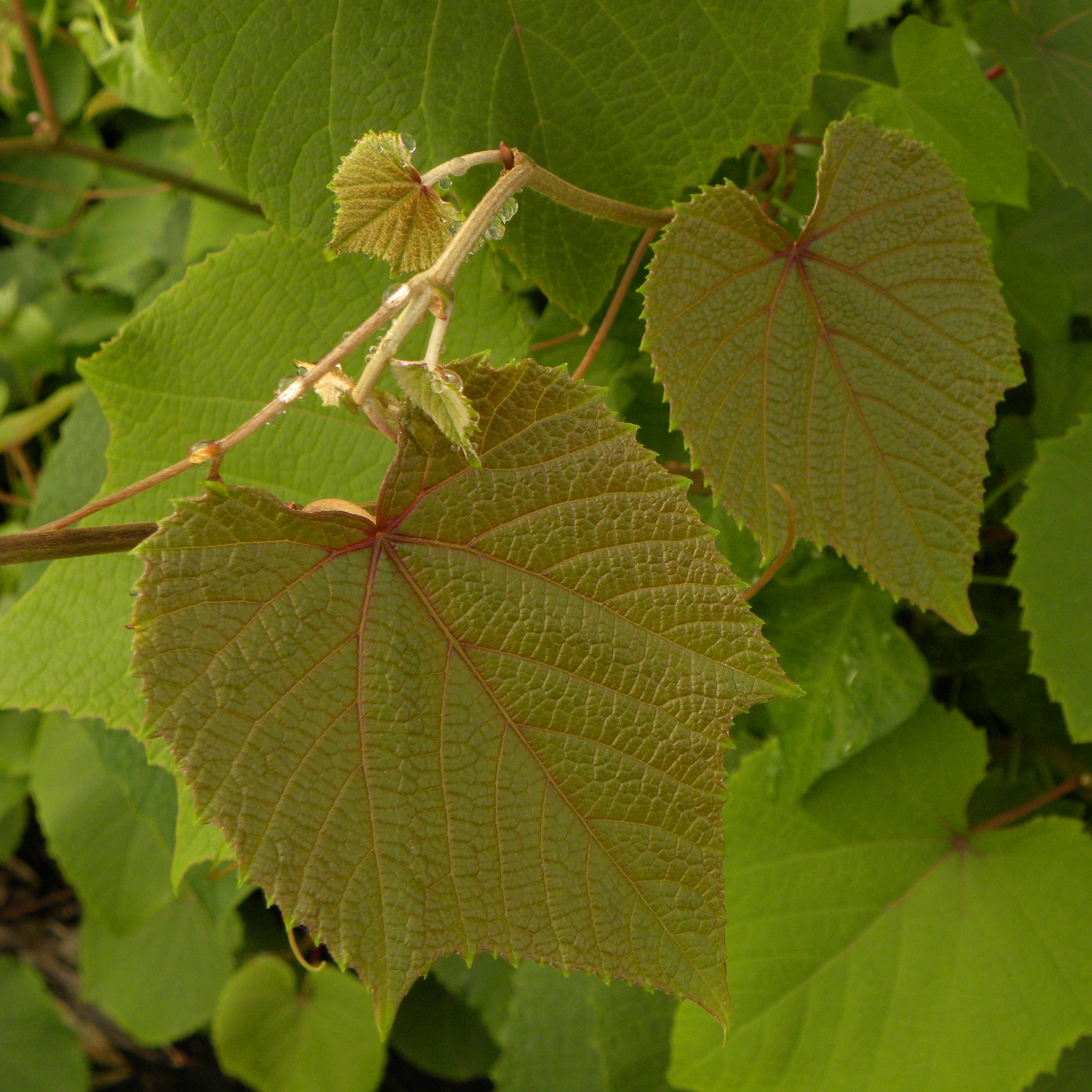 Vigne d’ornement Sunning Dale - Bakker