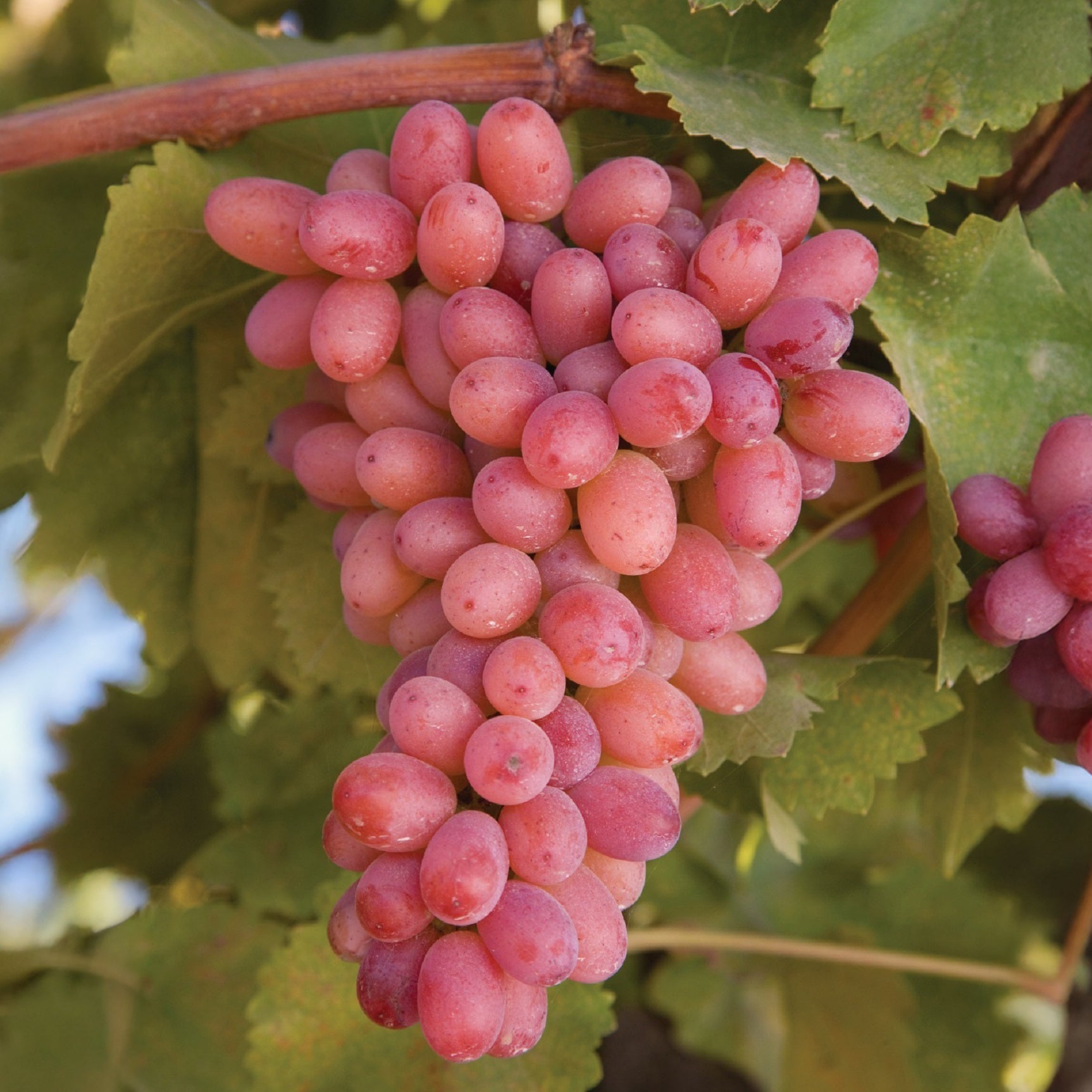 Vigne sans pépins Crimson Seedless - Bakker