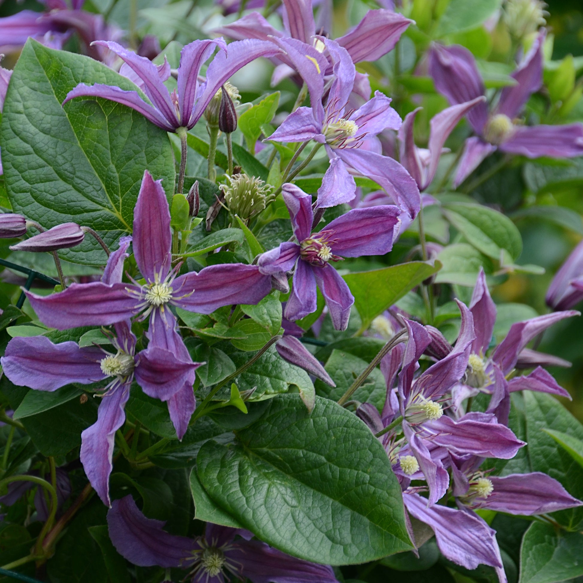 Clématite Saphyra® Estrella - Clematis integrifolia Saphyra® Estrella - Bakker