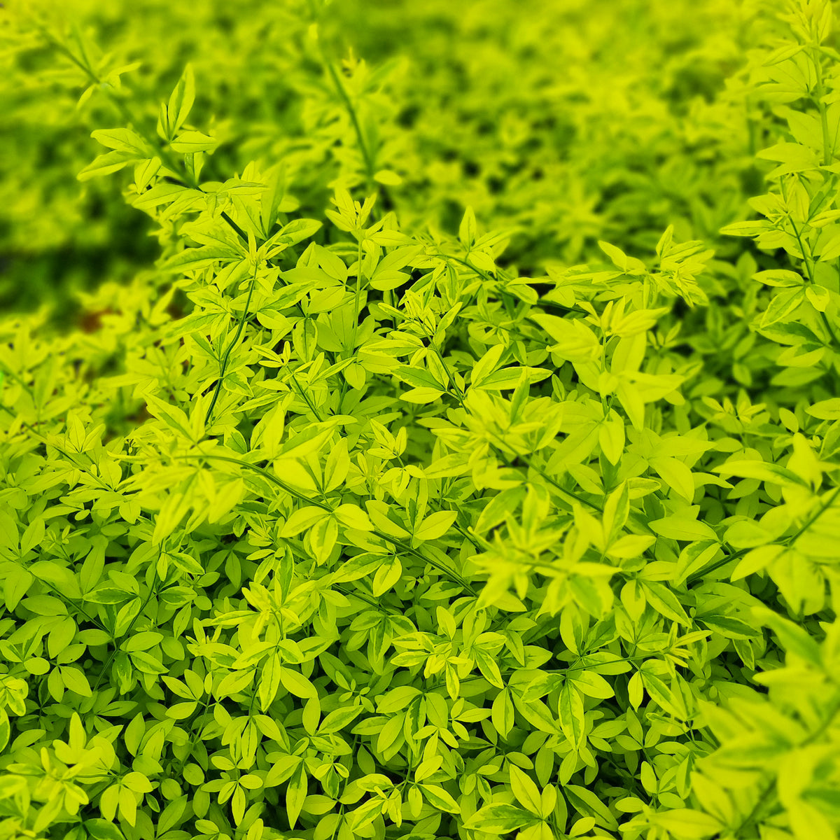Jasminum mesnyi Gold Touch - Jasmin primevère Gold Touch® - Jasmin étoilé - Trachelospermum