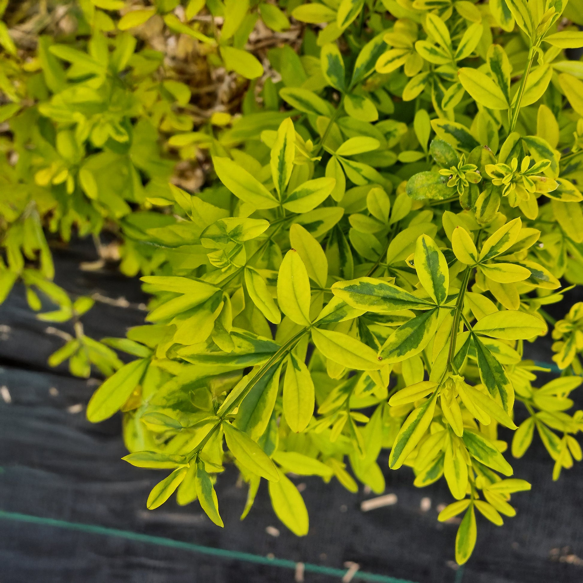 Jasmin primevère Gold Touch® - Jasminum mesnyi Gold Touch - Bakker