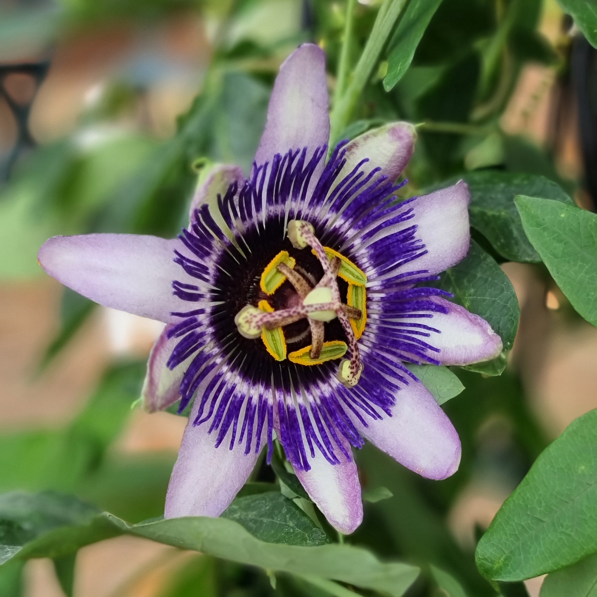 Passiflore Damsel's Delight® - Passiflora Damsel's Delight® - Bakker