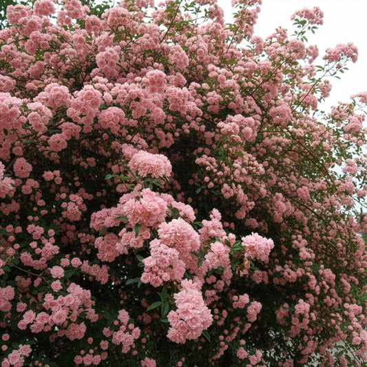 Rosier grimpant de Banks rose - Bakker