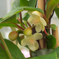 Magnolia grimpant - Bakker