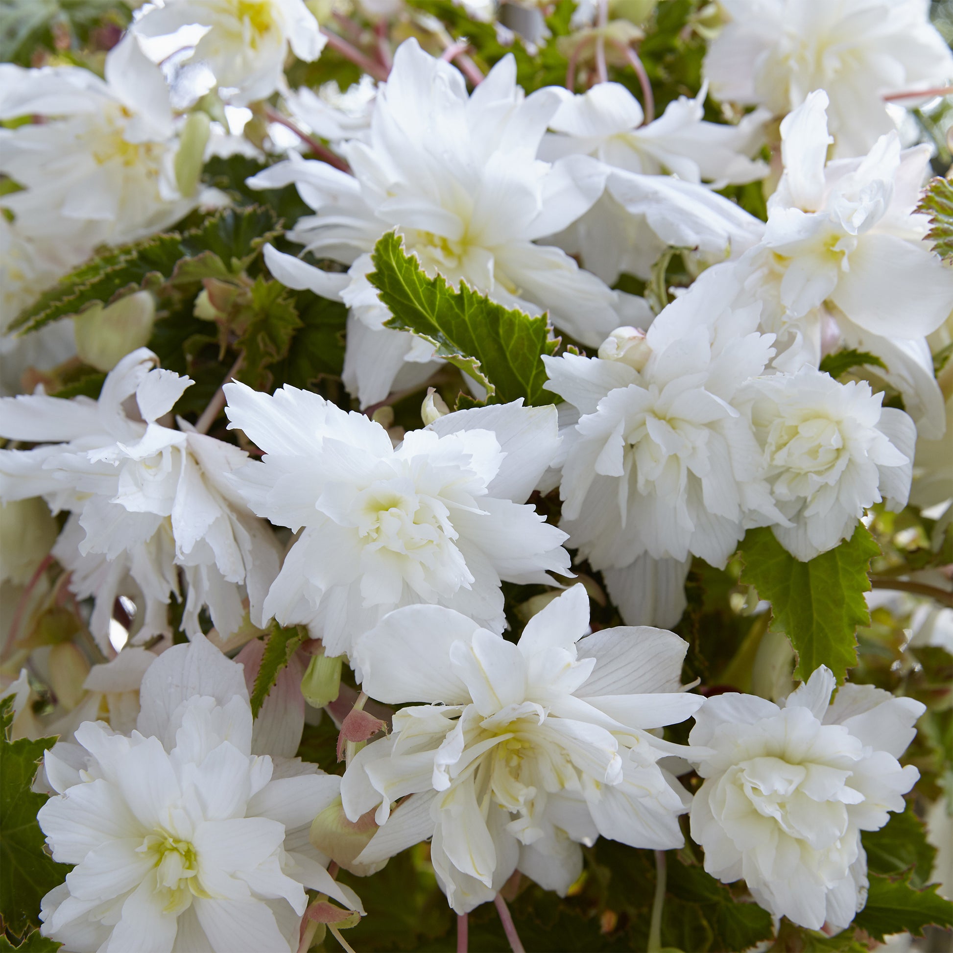 5 Bégonias retombants blancs - Begonia pendula White - Bakker