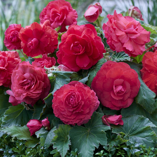 5 Bégonias doubles roses - Bakker