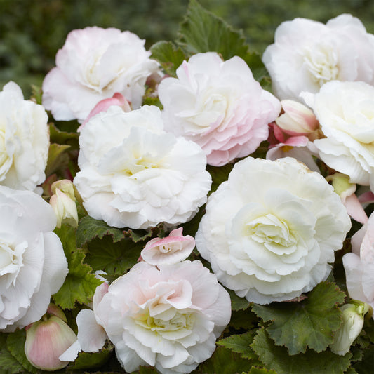 5 Bégonias doubles blancs - Bakker