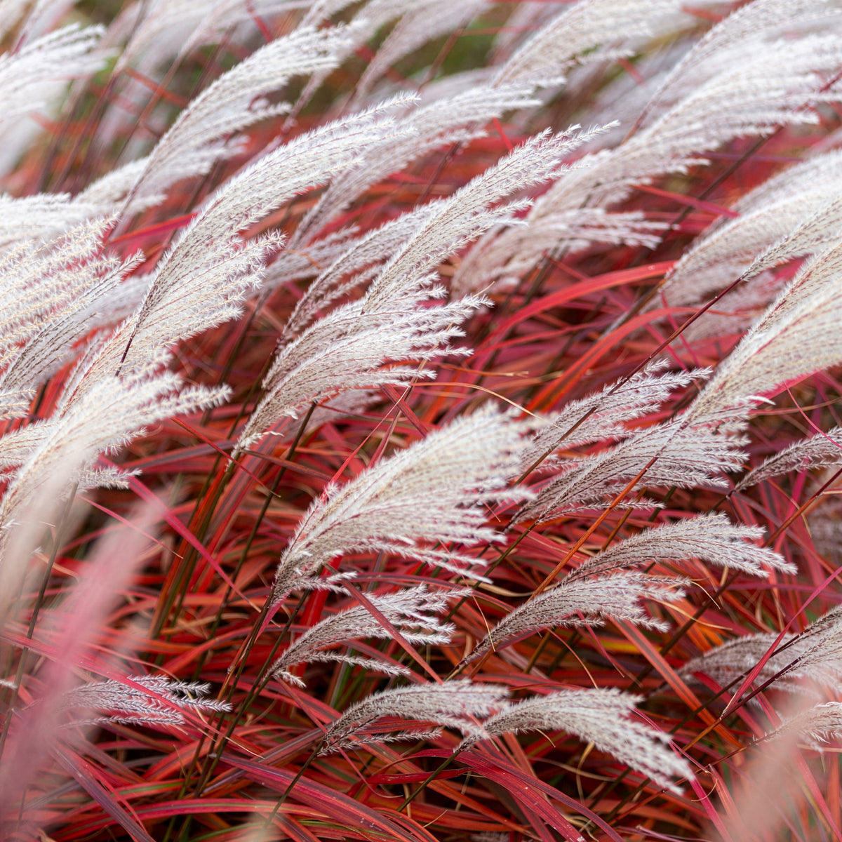 Eulalie - Miscanthus - Eulalie Lady in Red - Miscanthus sinensis Lady in Red