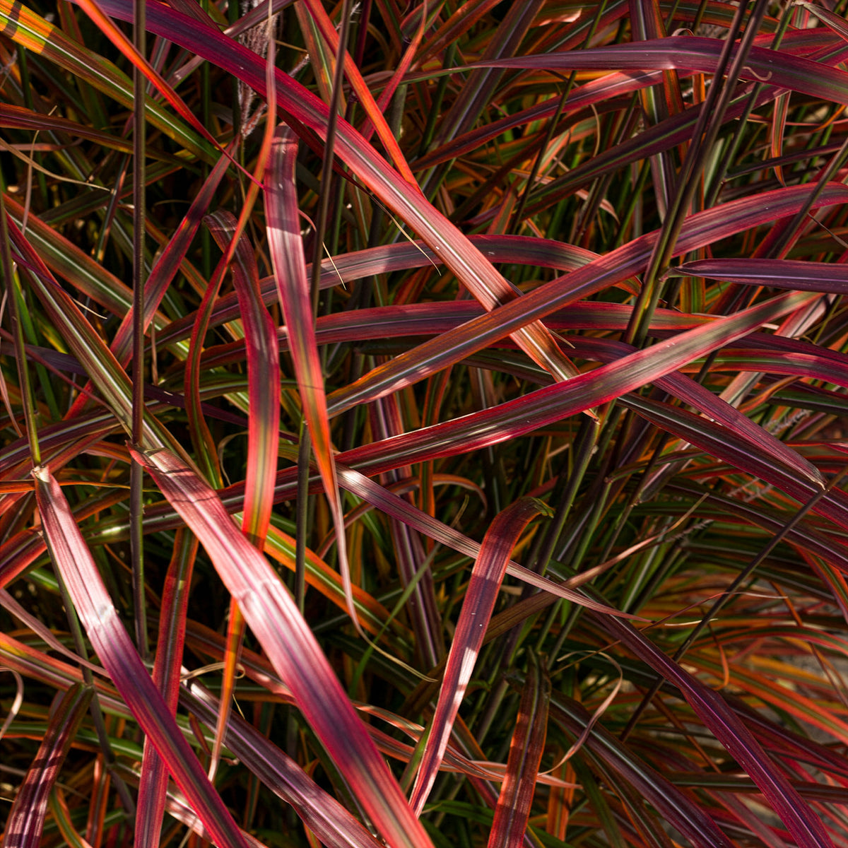 Eulalie Lady in Red - Miscanthus sinensis Lady in Red - Bakker