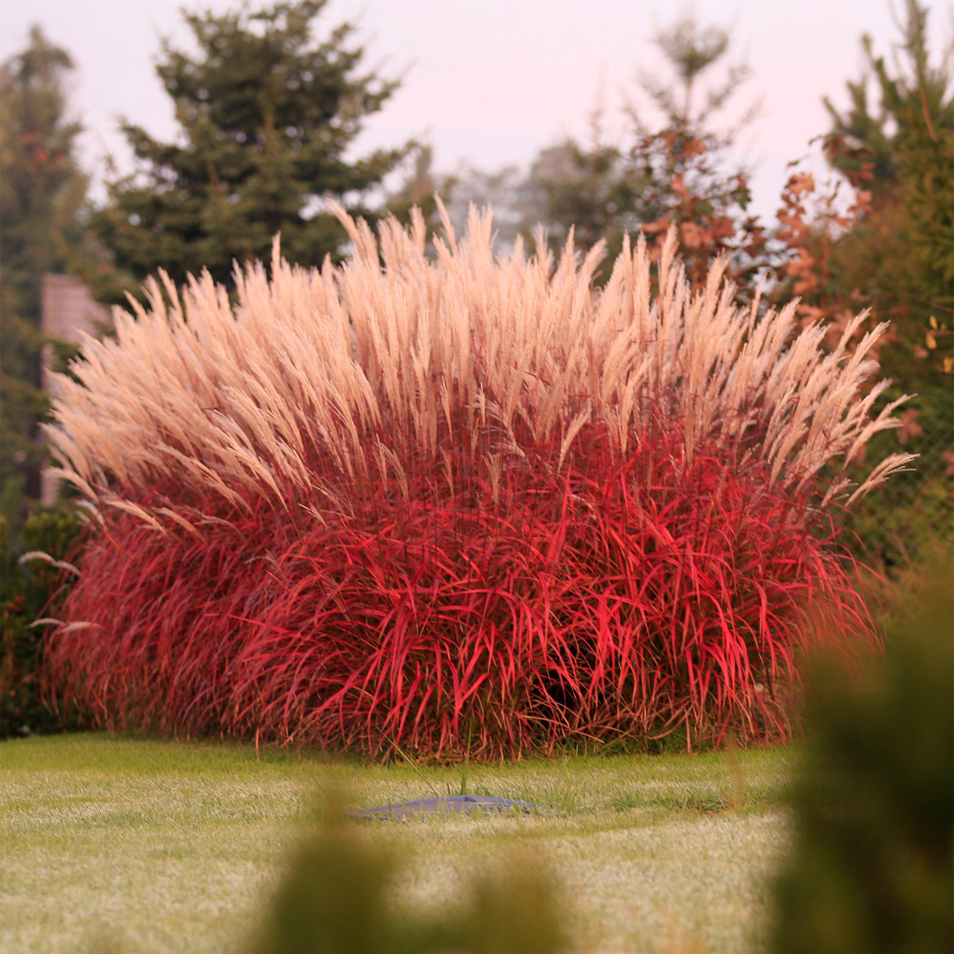 Miscanthus sinensis Lady in Red - Eulalie Lady in Red - Eulalie - Miscanthus