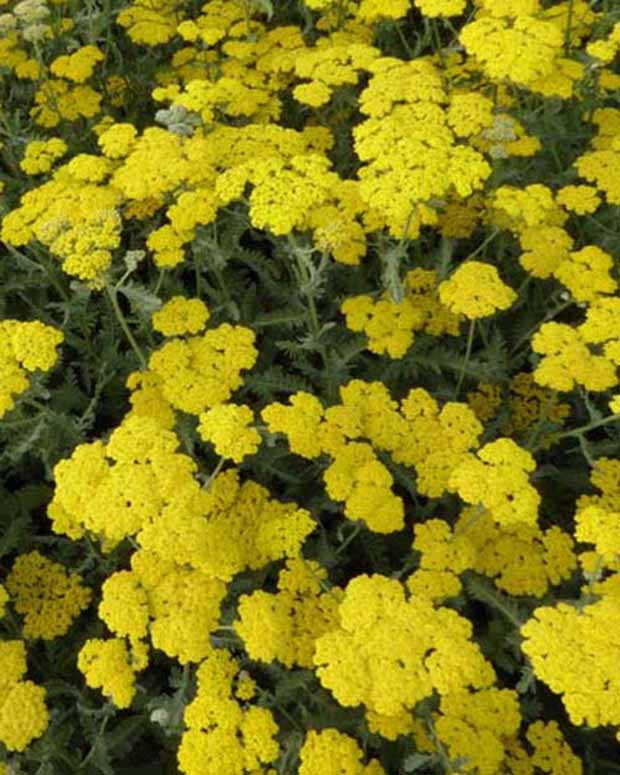 Achillée Moonshine - Achillea hybride moonshine - Plantes vivaces