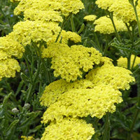 Achillée Taygetea - Achillea hybride taygetea - Plantes d'extérieur