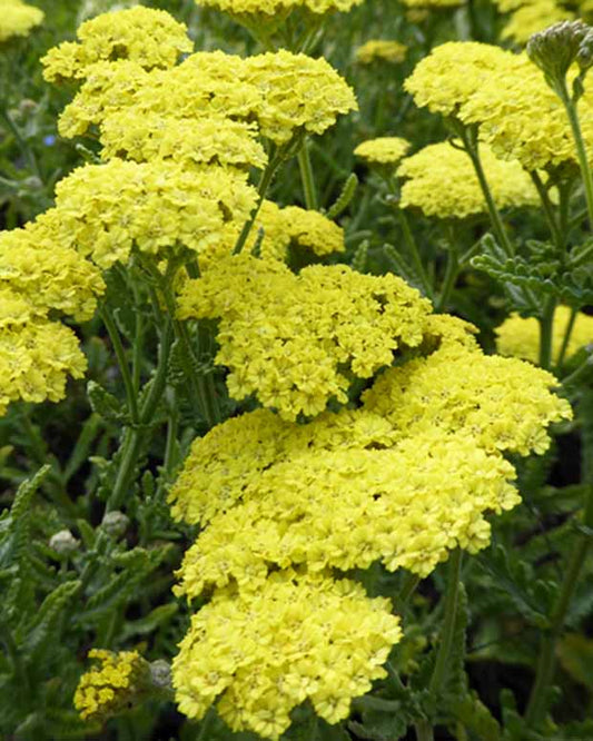 Achillée Taygetea - Achillea hybride taygetea - Plantes d'extérieur