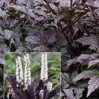 Cierge d'argent Black Negligée - Actaea simplex black negligee - Plantes d'extérieur