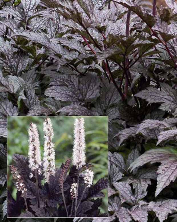 Cierge d'argent Black Negligée - Actaea simplex black negligee - Plantes vivaces