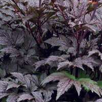 Actaea simplex black negligee