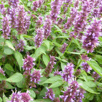 Agastache Beelicious Purple - Agastache agapd beelicious® purple - Plantes d'extérieur