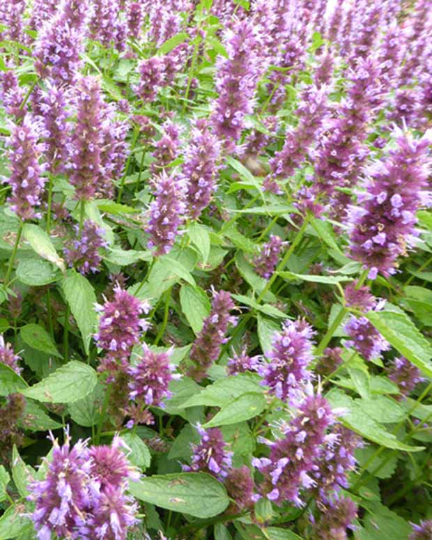 Agastache Beelicious Purple - Agastache agapd beelicious® purple - Plantes d'extérieur