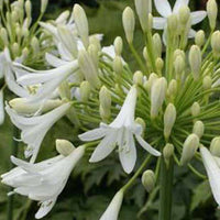 Agapanthe Headbourne White - Agapanthus headbourne white - Plantes d'extérieur