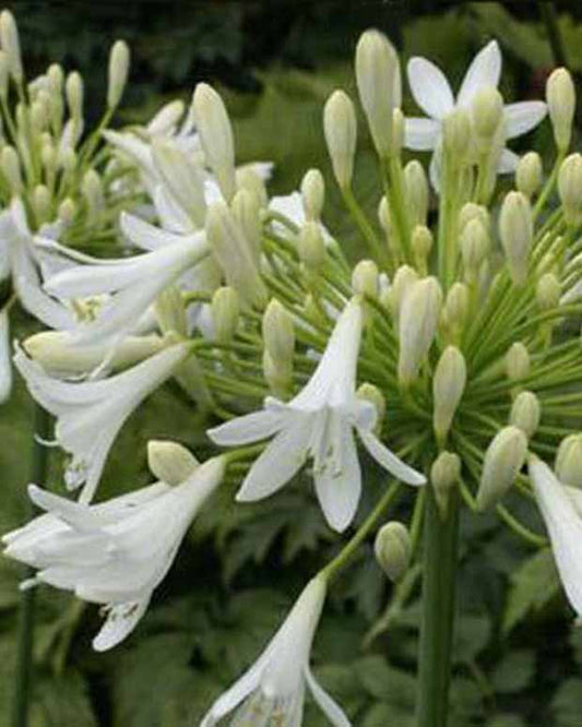 Agapanthe Headbourne White - Agapanthus headbourne white - Plantes d'extérieur