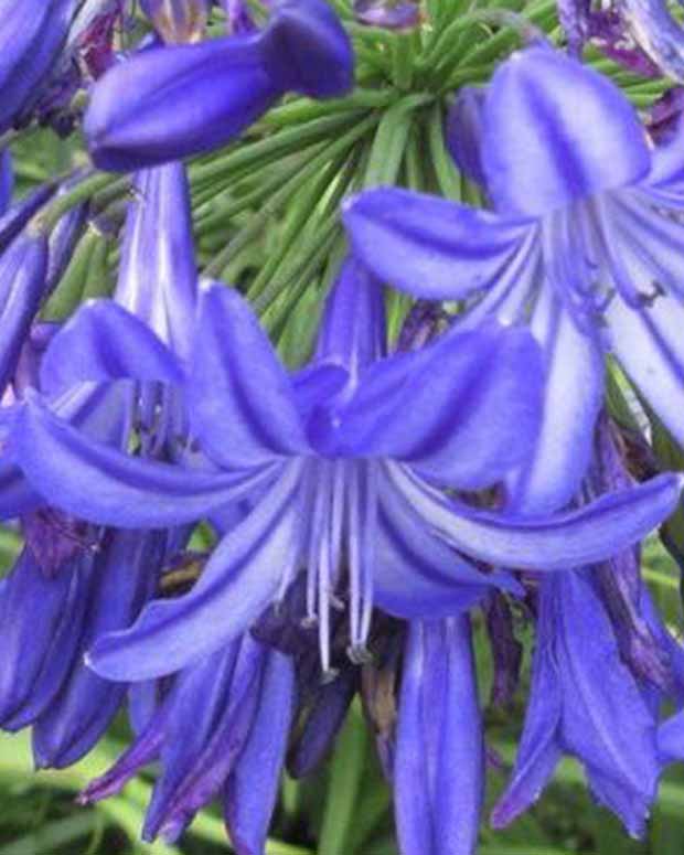 Agapanthe Northern Star - Agapanthus northern star - Plantes vivaces