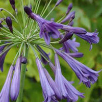 Agapanthe Purple Cloud - Agapanthus purple cloud - Plantes d'extérieur