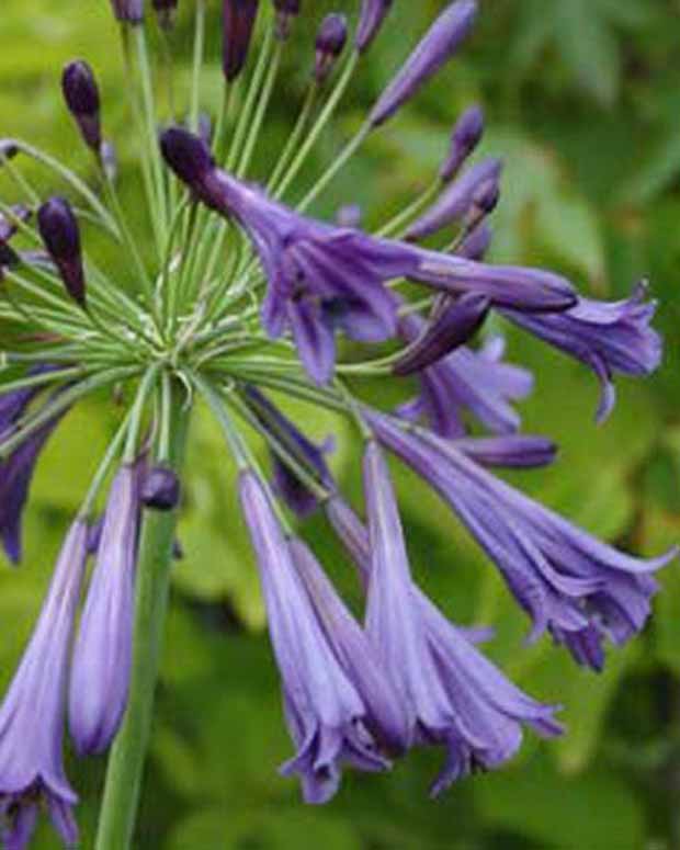 Agapanthe Purple Cloud - Agapanthus purple cloud - Plantes vivaces