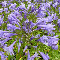 Agapanthe Tornado - Agapanthus tornado - Plantes d'extérieur