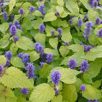 Menthe-réglisse Golden Jubilee - Agastache rugosa golden jubilee - Plantes d'extérieur