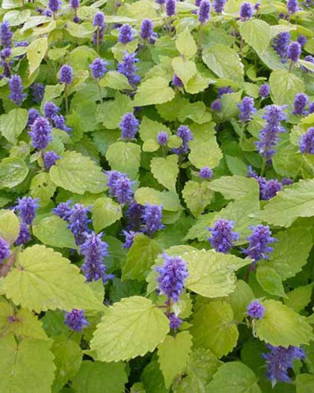 Menthe-réglisse Golden Jubilee - Agastache rugosa golden jubilee - Plantes vivaces