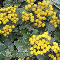 Chrysanthème du Pacifique Bengo Gold - Ajania bellania bengo gold - Plantes d'extérieur