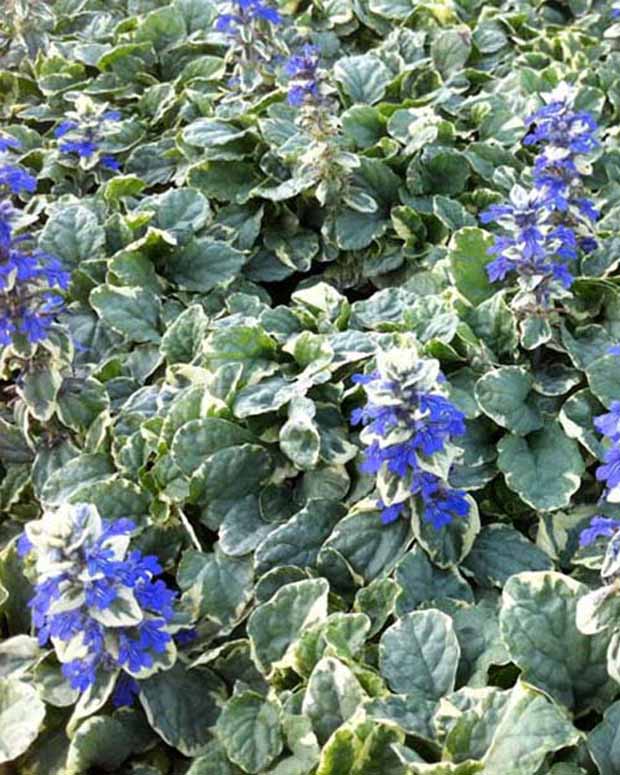 Bugle rampante Variegata - Ajuga reptans variegata - Plantes d'extérieur