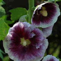 Rose trémière Crème de Cassis - Alcea rosea crème de cassis - Plantes d'extérieur